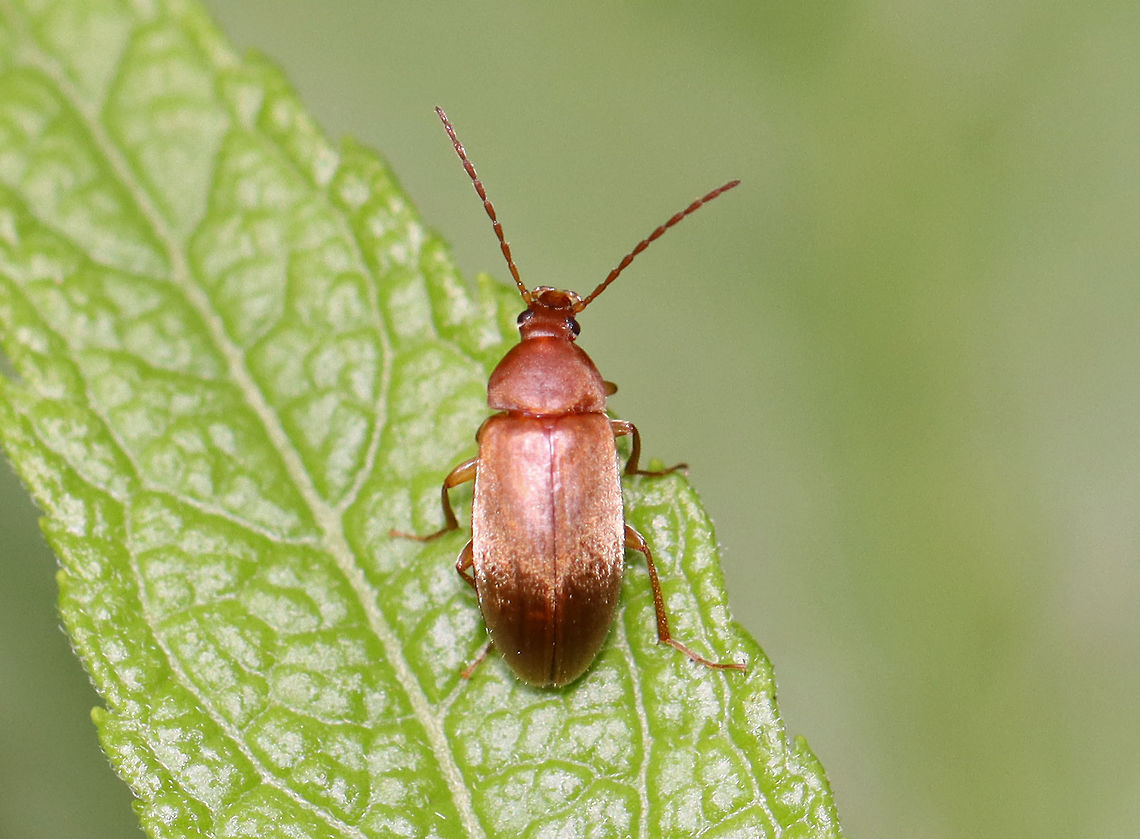 Beetle - Isomira sericea TL: ~ 5 mm. Elongate oval shape; brownish elytra with short, yellowish pubescence.<br />
<br />
Habitat: Bog<br />
<figure class="photo"><a href="https://www.jungledragon.com/image/98089/beetle_-_isomira_sericea.html" title="Beetle - Isomira sericea"><img src="https://s3.amazonaws.com/media.jungledragon.com/images/3232/98089_thumb.jpg?AWSAccessKeyId=05GMT0V3GWVNE7GGM1R2&Expires=1759968010&Signature=N2BLxhGWCx55dgFQ66w1ZwNRE5Q%3D" width="200" height="152" alt="Beetle - Isomira sericea TL: ~ 5 mm. Elongate oval shape; brownish elytra with short, yellowish pubescence.<br />
<br />
Habitat: Bog<br />
https://www.jungledragon.com/image/98088/beetle_-_isomira_sericea.html Geotagged,Isomira sericea,Summer,United States" /></a></figure> Geotagged,Isomira,Isomira sericea,Summer,Tenebrionidae,United States,beetle,comb-clawed beetle,darkling beetle