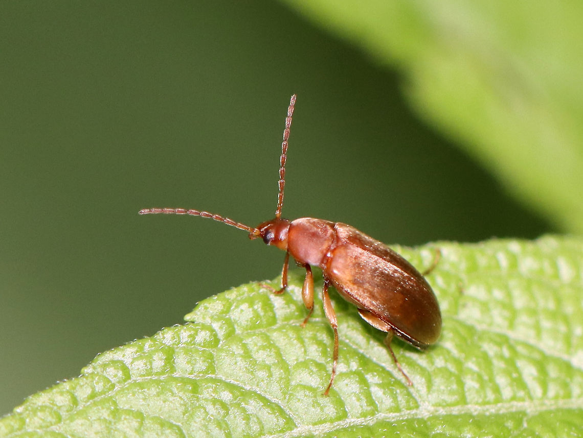 Beetle - Isomira sericea TL: ~ 5 mm. Elongate oval shape; brownish elytra with short, yellowish pubescence.<br />
<br />
Habitat: Bog<br />
<figure class="photo"><a href="https://www.jungledragon.com/image/98088/beetle_-_isomira_sericea.html" title="Beetle - Isomira sericea"><img src="https://s3.amazonaws.com/media.jungledragon.com/images/3232/98088_thumb.jpg?AWSAccessKeyId=05GMT0V3GWVNE7GGM1R2&Expires=1763596810&Signature=b93vcwbtR7p%2BI2UNQn261lyLdbk%3D" width="200" height="148" alt="Beetle - Isomira sericea TL: ~ 5 mm. Elongate oval shape; brownish elytra with short, yellowish pubescence.<br />
<br />
Habitat: Bog<br />
https://www.jungledragon.com/image/98089/beetle_-_isomira_sericea.html Geotagged,Isomira,Isomira sericea,Summer,Tenebrionidae,United States,beetle,comb-clawed beetle,darkling beetle" /></a></figure> Geotagged,Isomira sericea,Summer,United States