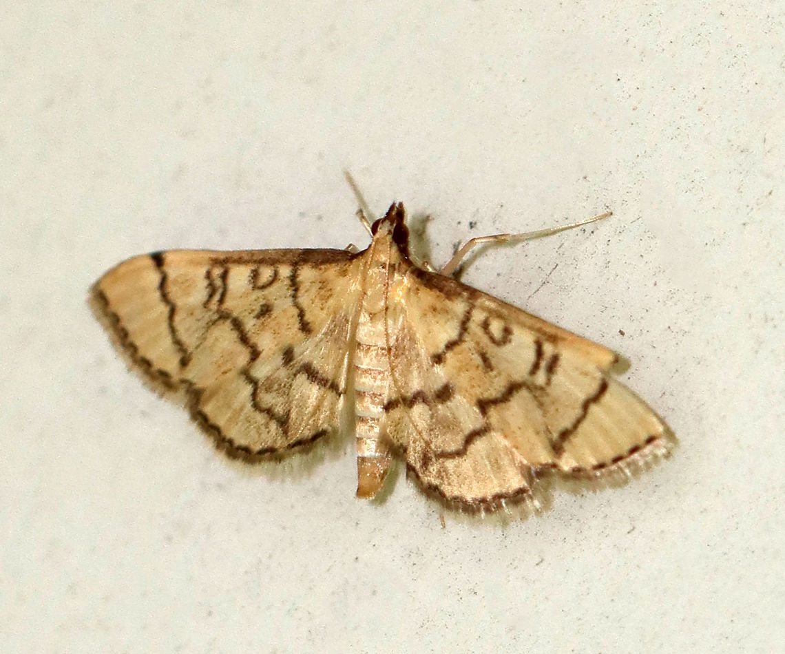 Hollow-spotted Blepharomastix - Blepharomastix ranalis Habitat: Resting on an old building in a mixed forest Blepharomastix,Blepharomastix ranalis,Geotagged,Hollow-spotted Blepharomastix Moth,Summer,United States,moth