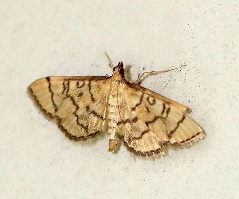 Hollow-spotted Blepharomastix - Blepharomastix ranalis Habitat: Resting on an old building in a mixed forest Blepharomastix,Blepharomastix ranalis,Geotagged,Hollow-spotted Blepharomastix Moth,Summer,United States,moth