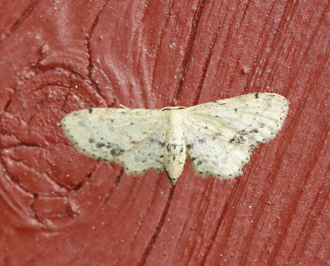 Single-dotted Wave - Idaea dimidiata WS: ~20 mm.<br />
<br />
Habitat: Resting on an old building in a mixed forest Geotagged,Idaea,Idaea dimidiata,Single-dotted wave,Summer,United States,moth
