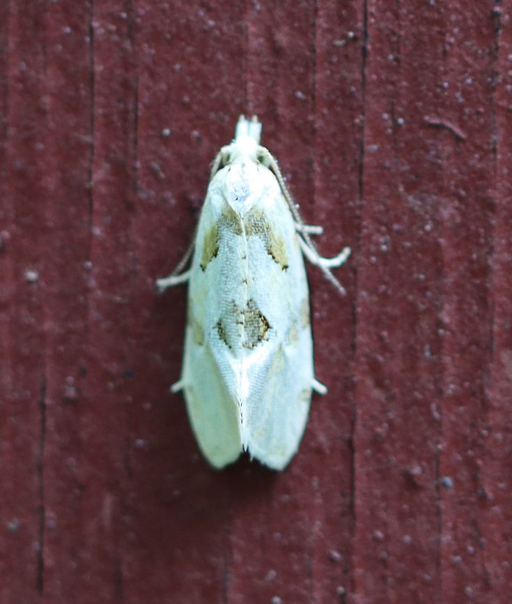 Aethes promptana Habitat: Resting on an old building in a mixed forest Aethes,Aethes promptana,Geotagged,Summer,United States,moth