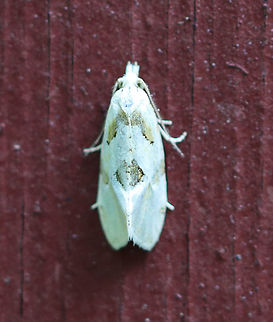 Aethes promptana Habitat: Resting on an old building in a mixed forest Aethes,Aethes promptana,Geotagged,Summer,United States,moth