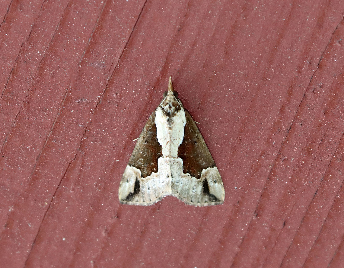 Baltimore Snout - Hypena baltimoralis TL: ~15 mm. Tan FW with dark brown median patch that has a straight edge parallel to the inner margin. Host: Maple<br />
<br />
Habitat: Resting on an old building in a mixed forest Baltimore Hypena,Baltimore snout,Geotagged,Hypena,Hypena baltimoralis,Summer,United States,moth
