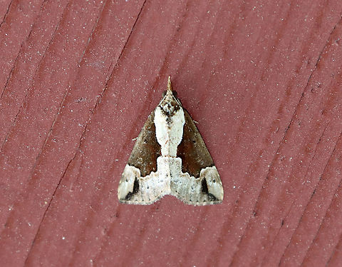 Baltimore Snout - Hypena baltimoralis TL: ~15 mm. Tan FW with dark brown median patch that has a straight edge parallel to the inner margin. Host: Maple

Habitat: Resting on an old building in a mixed forest Baltimore Hypena,Baltimore snout,Geotagged,Hypena,Hypena baltimoralis,Summer,United States,moth