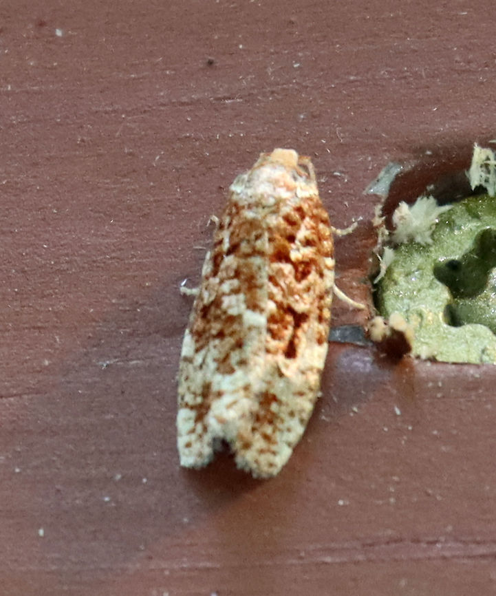 Fruit-tree Leafroller Moth - Archips argyrospila Habitat: Resting on an old building in a mixed forest Archips,Archips argyrospila,Fruit-tree Leafroller Moth,Geotagged,Summer,United States,moth