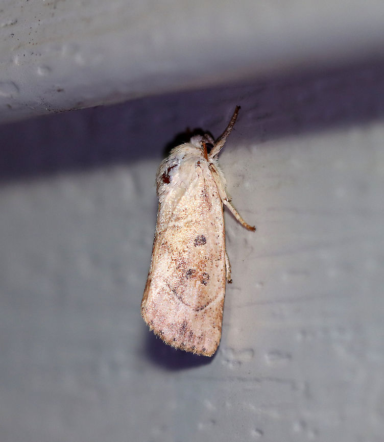 American Dun-bar - Cosmia calami TL: ~15 mm. Straw-colored FW with whitish AM and PM lines converging toward inner margin. Brownish reniform and orbicular spots. Host: Oak. Status: Common<br />
<br />
Habitat: Attracted to a 395 nm LED light in a semi-rural area<br />
<br />
2020(101) American Dun-bar,Cosmia,Cosmia calami,Geotagged,Moth Week 2020,Summer,United States,moth