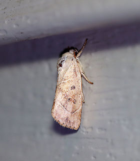 American Dun-bar - Cosmia calami TL: ~15 mm. Straw-colored FW with whitish AM and PM lines converging toward inner margin. Brownish reniform and orbicular spots. Host: Oak. Status: Common

Habitat: Attracted to a 395 nm LED light in a semi-rural area

2020(101) American Dun-bar,Cosmia,Cosmia calami,Geotagged,Moth Week 2020,Summer,United States,moth