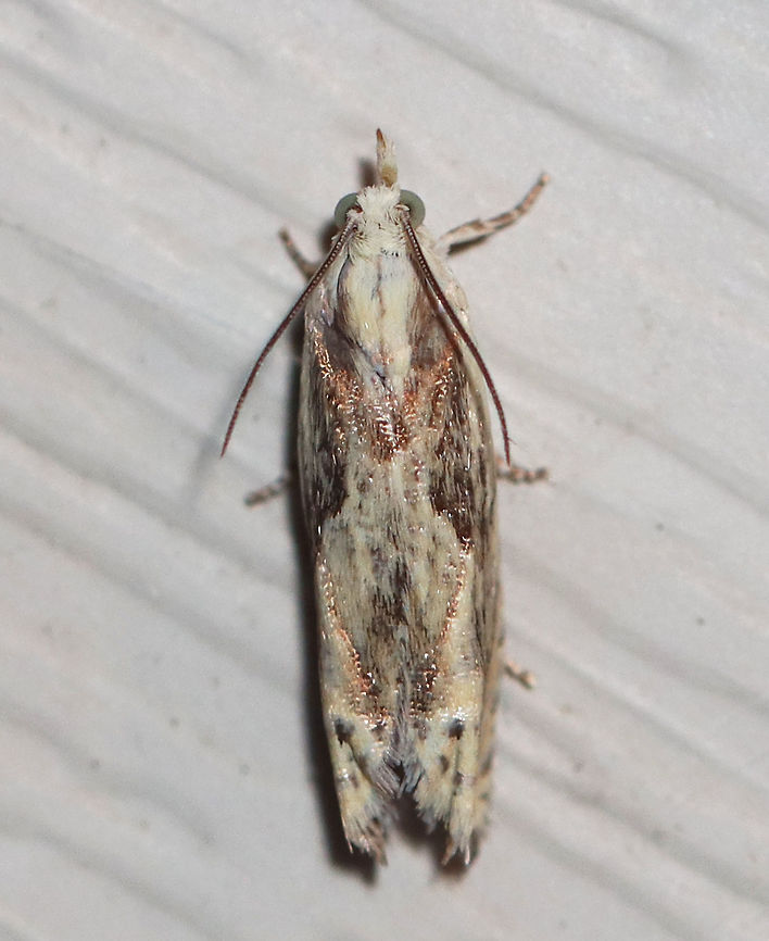 Unidentified Moth - Ancylis sp. Habitat: Attracted to a 395 nm LED light in a semi-rural area<br />
<br />
2020(102) Ancylis,Geotagged,Moth Week 2020,Summer,United States,moth