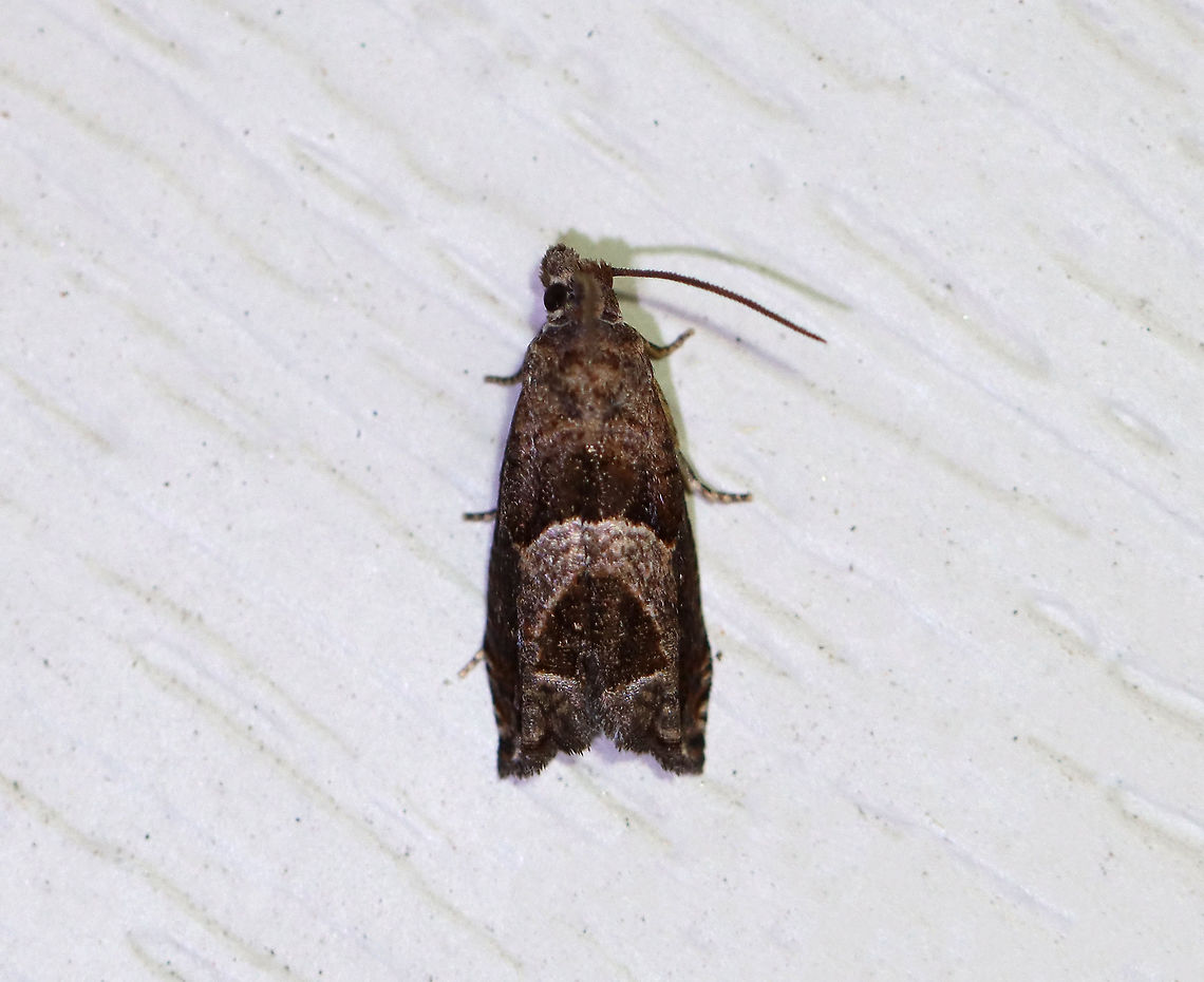 Canadian Sonium - Sonia canadana TL: ~ 8 mm. Brown FW with darker brown shading along angled median line and inner ST area. Whitish lines are obvious near margin. Host:Goldenrod. Status: Common.<br />
<br />
Habitat: Attracted to a 395 nm LED light in a semi-rural area<br />
<br />
2020(103) Canadian Sonia,Canadian Sonium,Geotagged,Moth Week 2020,Sonia,Sonia canadana,Summer,United States,moth