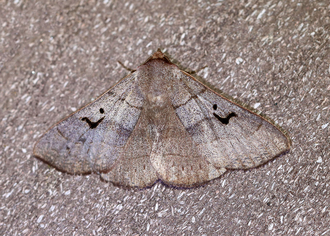 Brown Panopoda - Panopoda carneicosta WS: ~40 mm. FW brown, with a tint of violet gray. Thin brown AM, median, and PM lines; black orbicular dot and L-shaped reniform spot. Host: Hickory<br />
<br />
Habitat: Attracted to a 395 nm light in a semi-rural area<br />
<br />
2020(d) Brown Panopoda,Geotagged,Moth Week 2020,Panopoda,Panopoda carneicosta,Summer,United States,moth