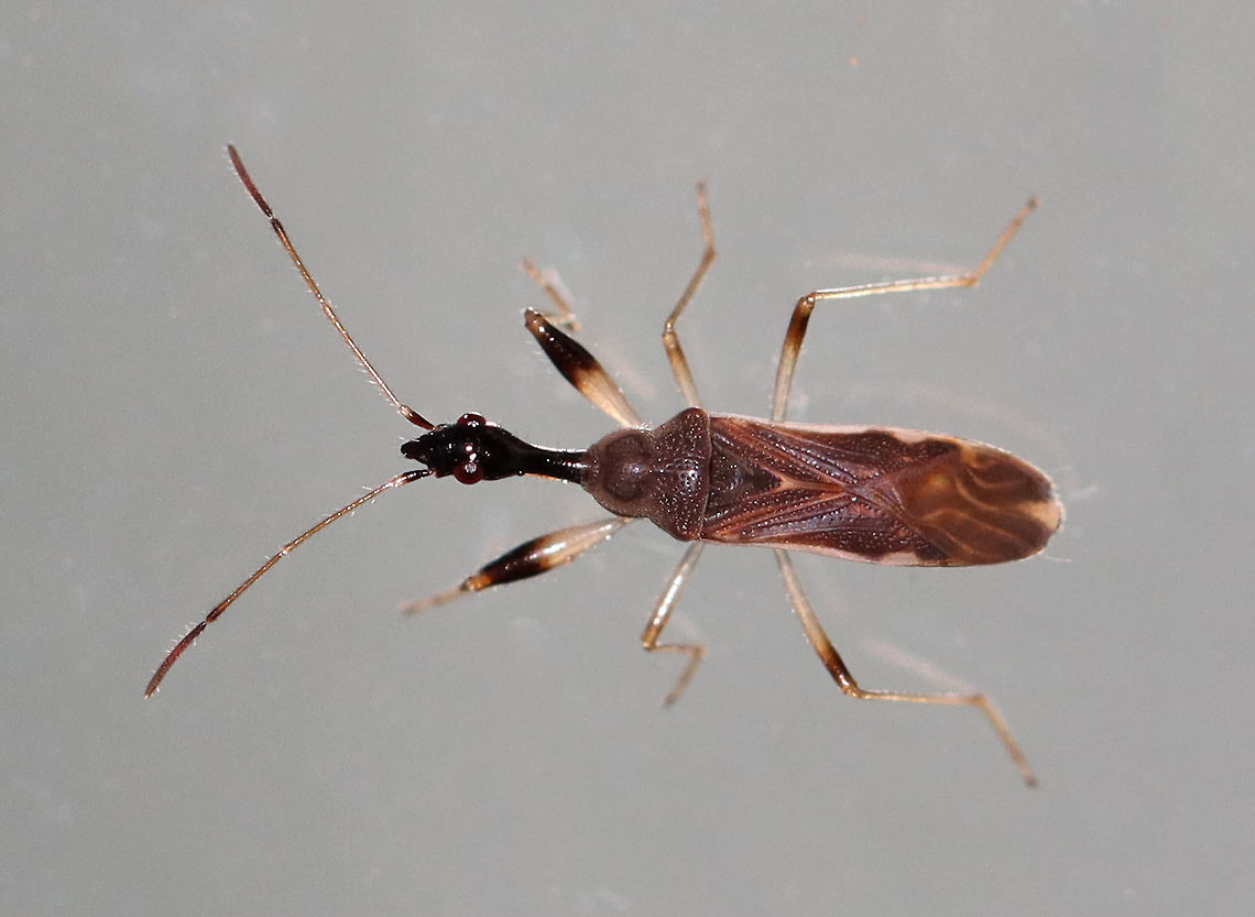 Long-necked Seed Bug - Myodocha serripes TL: ~ 8 mm. Eats the seeds of strawberry and St. John&#039;s wort.<br />
<br />
Habitat: Attracted to a light in a semi-rural area. Geotagged,Long-necked Seed Bug,Myodocha,Myodocha serripes,Summer,United States,bug