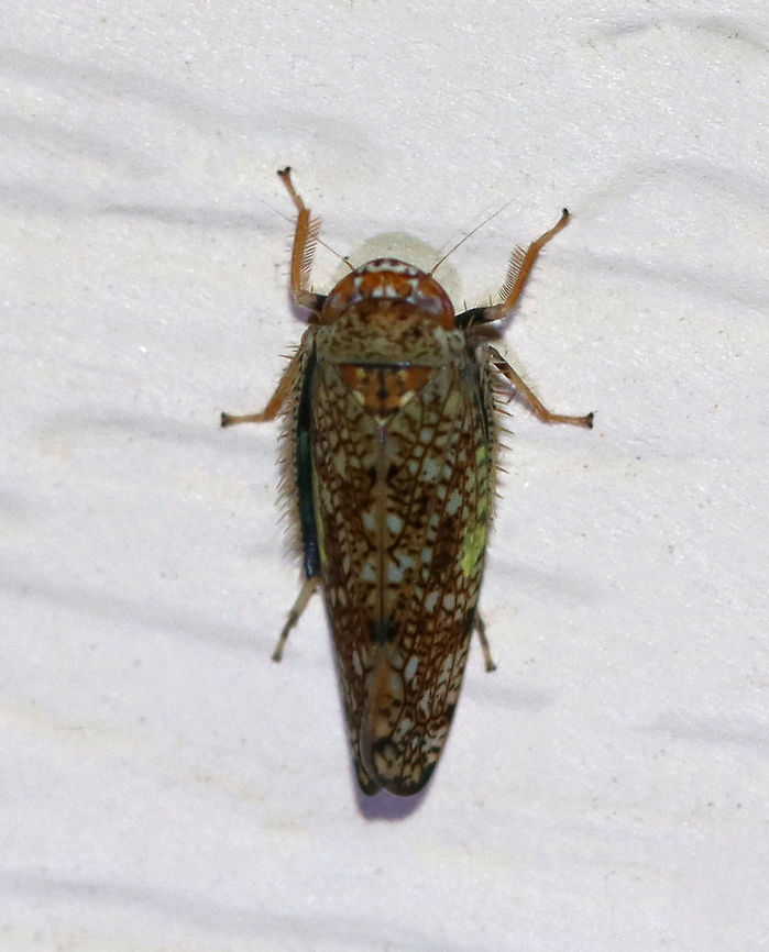 Mosaic leafhopper - Orientus ishidae This leafhopper has a variable, mosaic-like pattern and an orange band between its eyes. It was about 5-6 mm long.<br />
<br />
Habitat: Attracted to a light in a semi-rural area. Geotagged,Mosaic leafhopper,Orientus,Orientus ishidae,Summer,United States,leafhopper