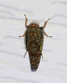 Mosaic leafhopper - Orientus ishidae This leafhopper has a variable, mosaic-like pattern and an orange band between its eyes. It was about 5-6 mm long.

Habitat: Attracted to a light in a semi-rural area. Geotagged,Mosaic leafhopper,Orientus,Orientus ishidae,Summer,United States,leafhopper
