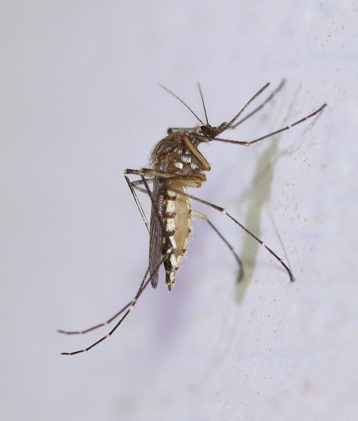 Inland Floodwater Mosquito - Aedes vexans This is an adult female Aedes vexans that is gravid (full of eggs).  Aedes vexans are most easily characterized by their unbanded proboscis, scutum with short brown scales, but no obvious pattern, the pale basal, bilobed bands on the abdominal terga, and the narrow basal bands on the hindtarsomeres.<br />
<br />
Aedes vexans is a known vector of Dirofilaria immitis (dog heartworm).<br />
<br />
Habitat: Attracted to a light in a semi-rural area<br />
 Aedes,Aedes vexans,Geotagged,Inland floodwater mosquito,Summer,United States,mosquito