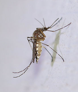 Inland Floodwater Mosquito - Aedes vexans This is an adult female Aedes vexans that is gravid (full of eggs).  Aedes vexans are most easily characterized by their unbanded proboscis, scutum with short brown scales, but no obvious pattern, the pale basal, bilobed bands on the abdominal terga, and the narrow basal bands on the hindtarsomeres.

Aedes vexans is a known vector of Dirofilaria immitis (dog heartworm).

Habitat: Attracted to a light in a semi-rural area
 Aedes,Aedes vexans,Geotagged,Inland floodwater mosquito,Summer,United States,mosquito