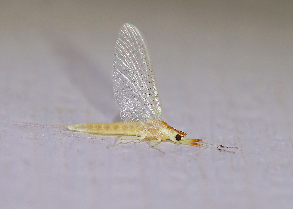 Mayfly - Order Ephemeroptera Habitat: Attracted to a light in a semi-rural area Ephemeroptera,Geotagged,Summer,United States,mayfly