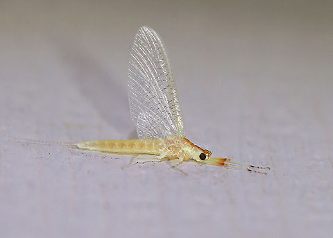 Mayfly - Order Ephemeroptera Habitat: Attracted to a light in a semi-rural area Ephemeroptera,Geotagged,Summer,United States,mayfly