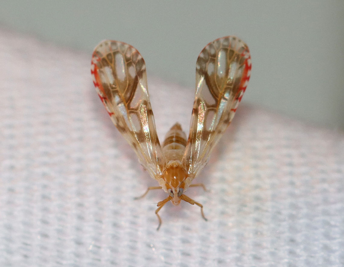 Derbid Planthopper - Anotia bonnetii My favorite find from last night wasn't a moth, but this awesome planthopper!<br />
<br />
Habitat: Attracted to a light in a semi-rural area Anotia,Anotia bonnetii,Derbid Planthopper,Derbidae,Geotagged,Summer,United States,planthopper