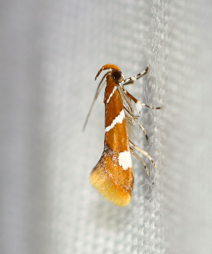 Suzuki's Promalactis Moth - Promalactis suzukiella TL: ~3 mm. Reddish brown moth with white stripes outlined in black. Each forewing had a white spot, also outlined in black. Flared wings.<br />
<br />
Habitat: Attracted to a 395 nm LED light in a semi-rural area.<br />
<br />
2020(d)<br />
<br />
 Geotagged,Moth Week 2020,Promalactis,Promalactis suzukiella,Summer,Suzuki's promolactis moth,United States,moth