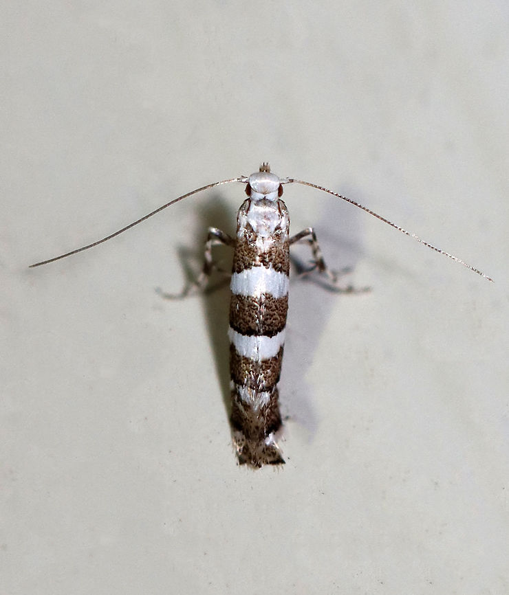 White Pine Barkminer - Marmara fasciella Habitat: Attracted to a 395 nm LED light in a rural area.<br />
<br />
2020(104) Geotagged,Marmara,Marmara fasciella,Moth Week 2020,Summer,United States,moth,white pine barkminer