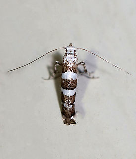 White Pine Barkminer - Marmara fasciella Habitat: Attracted to a 395 nm LED light in a rural area.

2020(104) Geotagged,Marmara,Marmara fasciella,Moth Week 2020,Summer,United States,moth,white pine barkminer