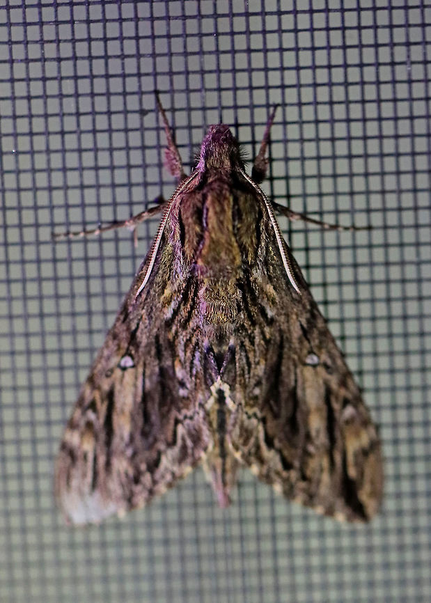 Hermit Sphinx - Lintneria eremitus I had just a few seconds to get a picture of this moth because it was on my screen door and my cats had discovered it. I got this shot between swats.<br />
<br />
TL: 40 mm. Grayish brown FW with dark, wavy lines. Black-edged reniform spot is white. Black dashes from median area to apex. Hosts: Bee balm, mint, sage, and bugleweed. Status: Common.<br />
<br />
Habitat: Attracted to a 395 nm LED light in a rural area.<br />
<br />
2020(105) Geotagged,Hermit sphinx,Lintneria,Lintneria eremitus,Moth Week 2020,Sphinx,Summer,United States,moth