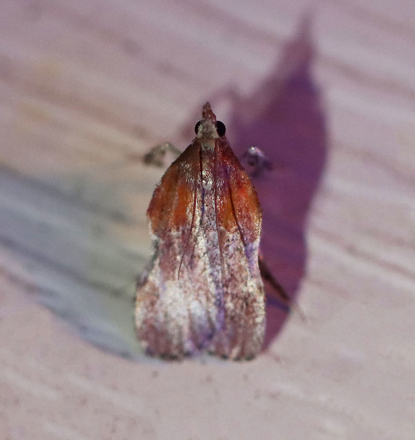 Boxwood Leaftier - Galasa nigrinodis This moth was pretty worn, but still had a beautiful reddish brown color with tufts on its legs! It also looked like it was standing on its tiptoes, or &quot;tip-tarsi&quot;.<br />
<br />
TL: ~10 mm.  Red FW with pale patch at costa. Costal margin is concave at midpoint. Hosts: Box wood. Status: Common.<br />
<br />
Habitat: Attracted to a 395 nm LED light in a semi-rural area<br />
<br />
2020(106) Boxwood Leaftier,Galasa nigrinodis,Geotagged,Moth Week 2020,Summer,United States,moth