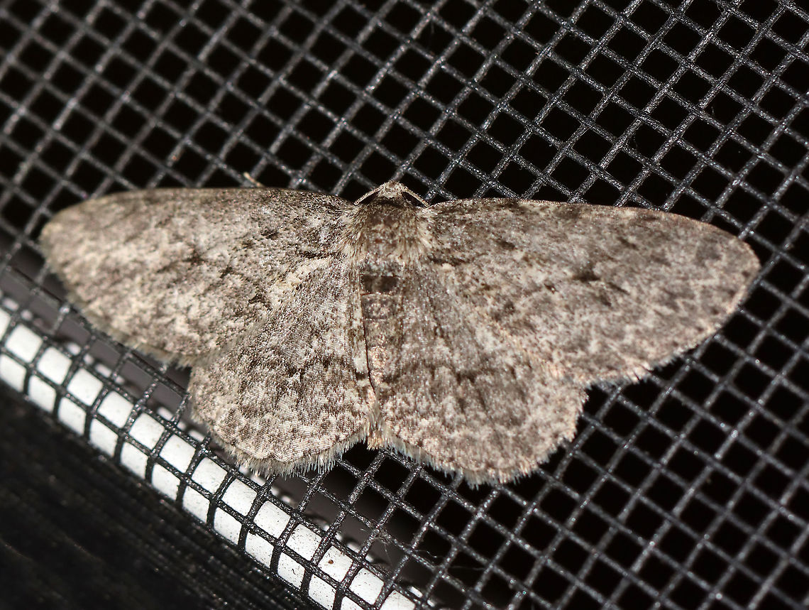 Porcelain Gray- Protoboarmia porcelaria WS: ~30 mm. Peppery-gray wings with blackish marks. Hosts: Deciduous and coniferous trees.<br />
<br />
Habitat: Attracted to a 395 nm LED light in a semi-rural area<br />
<br />
2020(107)<br />
<br />
*Could also be Ectropis crepuscularia, but I think Protoboarmia porcelaria is more likely. Geotagged,Moth Week 2020,Porcelain Gray,Protoboarmia porcelaria,Summer,United States,moth