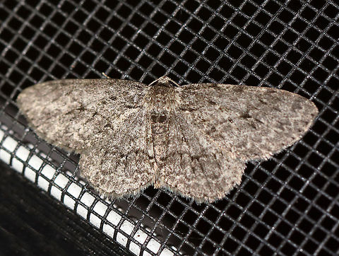 Porcelain Gray- Protoboarmia porcelaria WS: ~30 mm. Peppery-gray wings with blackish marks. Hosts: Deciduous and coniferous trees.

Habitat: Attracted to a 395 nm LED light in a semi-rural area

2020(107)

*Could also be Ectropis crepuscularia, but I think Protoboarmia porcelaria is more likely. Geotagged,Moth Week 2020,Porcelain Gray,Protoboarmia porcelaria,Summer,United States,moth