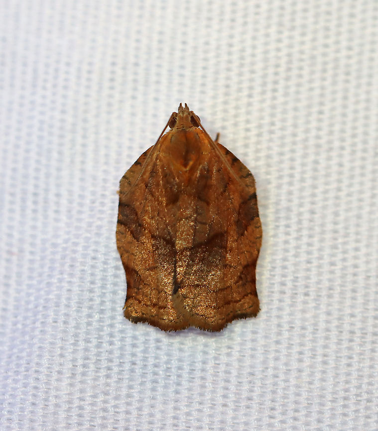 Omnivorous Leafroller Moth - Archips purpurana TL: 15 mm. Brownish FW with a network of brown scales. Fishtail-shaped outline.<br />
<br />
Habitat: Attracted to a 395 nm LED light in a semi-rural area<br />
<br />
2020(108) Archips purpuranus,Geotagged,Moth Week 2020,Omnivorous leafroller moth,Summer,United States,moth