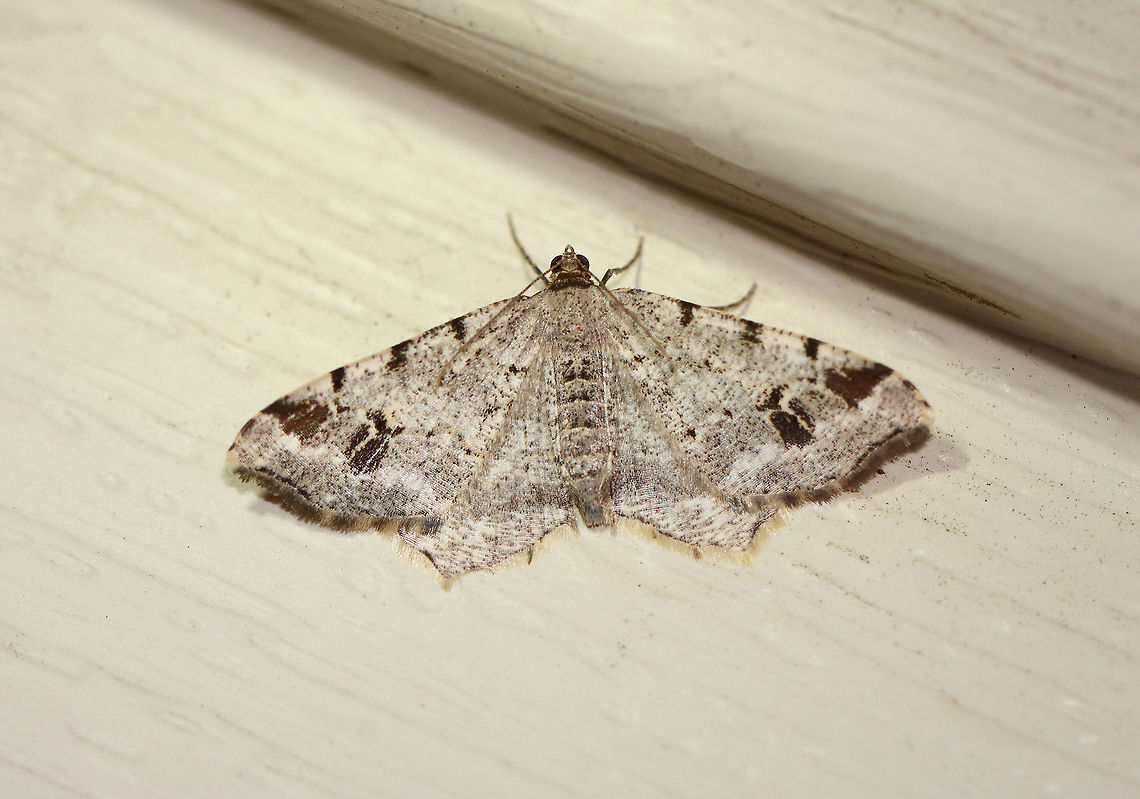 White Pine Angle - Macaria pinistrobata WS: ~25 mm. Whitish gray FW with fragmented, wavy black lines. ST area had a black spot at the midpoint and a large, black subapical patch. Host: White pine<br />
<br />
Habitat: Attracted to a 395 nm LED light in a semi-rural area<br />
<br />
2020(109) Geotagged,Macaria pinistrobata,Moth Week 2020,Summer,United States,White pine angle,moth