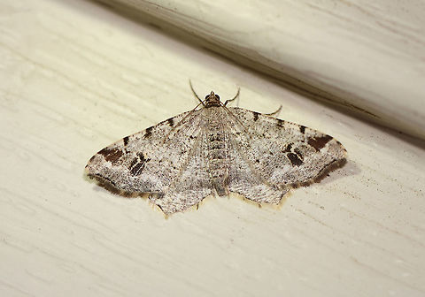 White Pine Angle - Macaria pinistrobata WS: ~25 mm. Whitish gray FW with fragmented, wavy black lines. ST area had a black spot at the midpoint and a large, black subapical patch. Host: White pine

Habitat: Attracted to a 395 nm LED light in a semi-rural area

2020(109) Geotagged,Macaria pinistrobata,Moth Week 2020,Summer,United States,White pine angle,moth