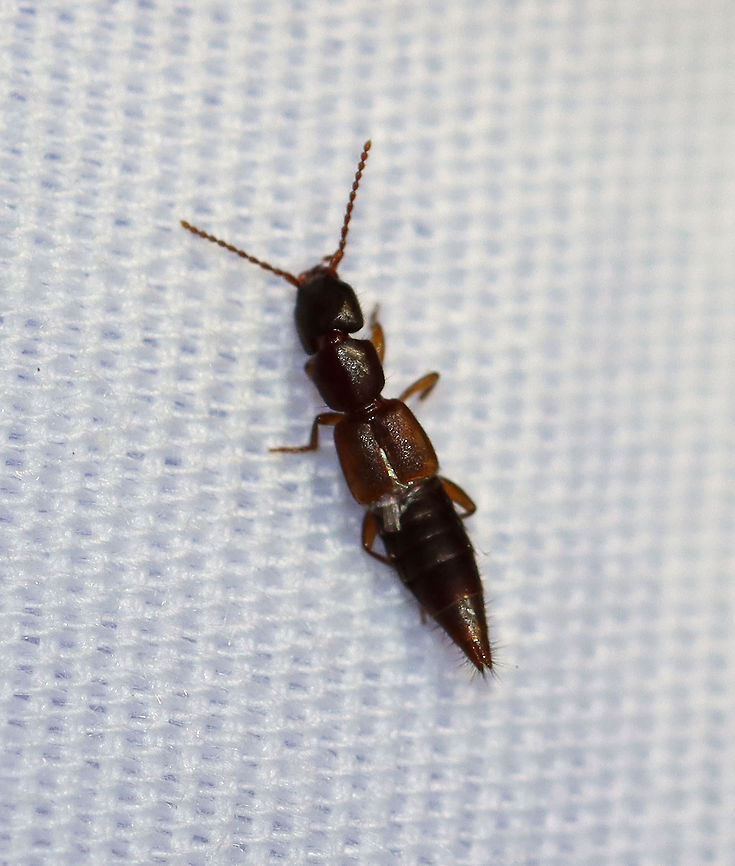 Rove Beetle - Subfamily Paederinae Not sure about a species ID at this point. There were a bunch of these beetles at my light last night and they were tiny!<br />
<br />
Habitat: Attracted to a light in a semi-rural area  Geotagged,Lathrobiini,Paederinae,Summer,United States,beetle,rove beetle