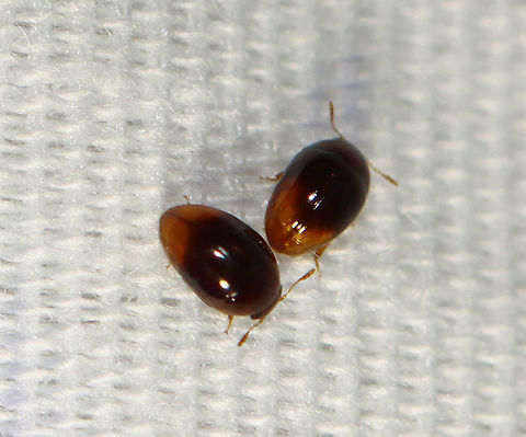 Shining Flower Beetles - Stilbus apicalis TL: ~2 mm. There were TONS of these beetles out last night.

Habitat: Attracted to a light in a semi-rural area Geotagged,Stilbus,Stilbus apicalis,Summer,United States,beetle,shining flower beetle