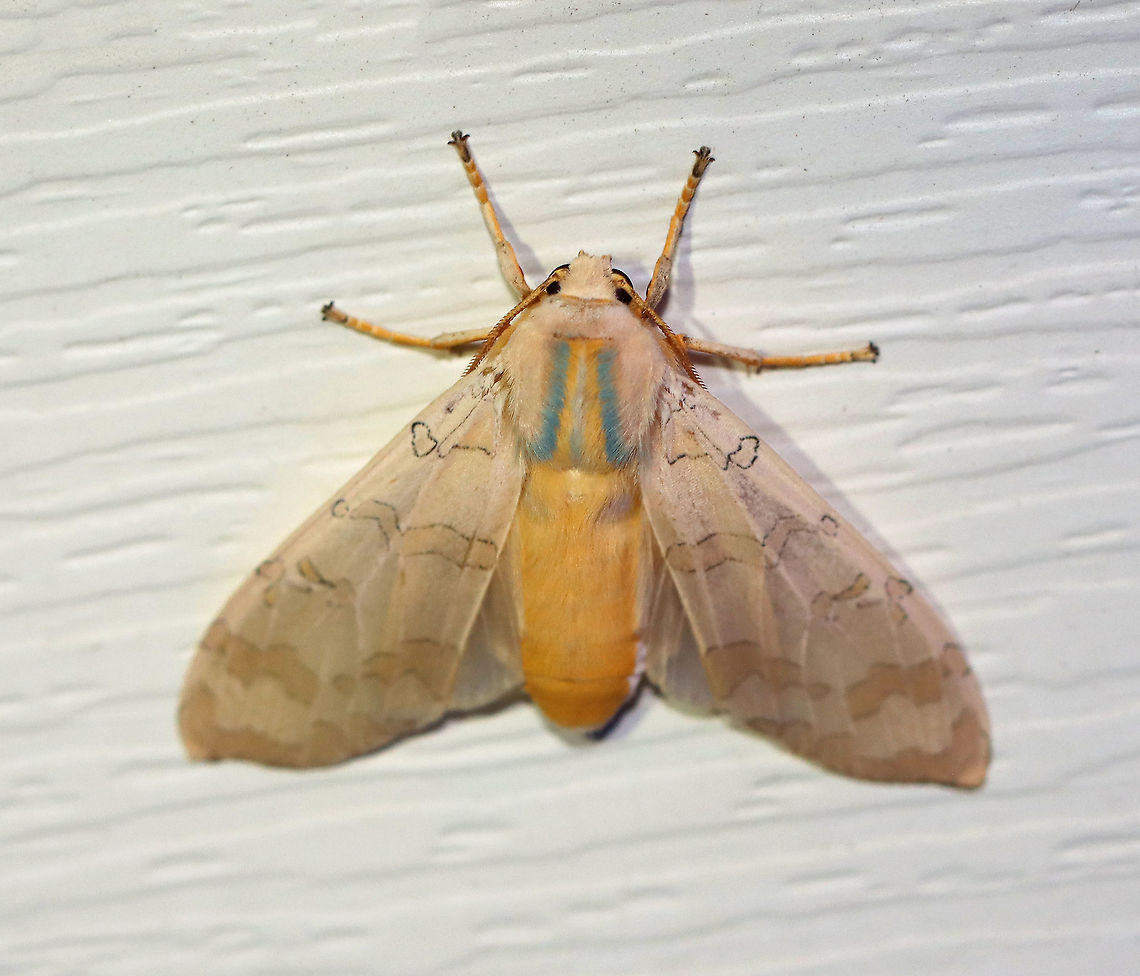Banded Tussock Moth - Halysidota tessellaris Total length: ~25 mm. Pale pinkish tan forewing with irregular pattern of slightly darker bands. Thorax has blue and yellow dorsal stripes. Orange, fuzzy abdomen.<br />
<br />
Habitat: Attracted to a 395 nm light in a semi-rural area. <br />
<br />
2020(110)<br />
<br />
 Banded tussock moth,Geotagged,Halysidota,Halysidota tessellaris,Moth Week 2020,Summer,United States,moth