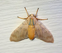 Banded Tussock Moth - Halysidota tessellaris Total length: ~25 mm. Pale pinkish tan forewing with irregular pattern of slightly darker bands. Thorax has blue and yellow dorsal stripes. Orange, fuzzy abdomen.<br />
<br />
Habitat: Attracted to a 395 nm light in a semi-rural area. <br />
<br />
2020(110)<br />
<br />
 Banded tussock moth,Geotagged,Halysidota,Halysidota tessellaris,Moth Week 2020,Summer,United States,moth