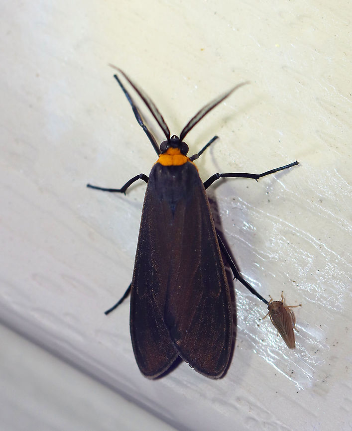 Orange-collared Scape Moth (Cisseps fulvicollis) TL: ~15 mm. Narrow, brown FW with yellow streak that extends along basal half of costa. Orange collar on thorax. Hosts: Grass, lichen, and spike-rush.<br />
<br />
Habitat: Attracted to a 395 nm LED light in a semi-rural area<br />
<br />
2020(111) Cisseps,Cisseps fulvicollis,Geotagged,Moth Week 2020,Orange-collared Scape Moth,Summer,United States,moth