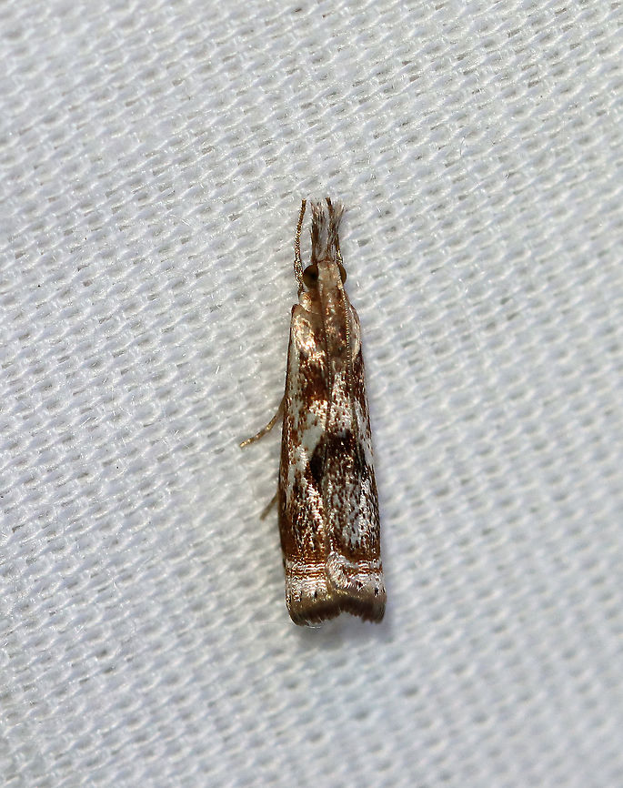 Elegant Grass-Veneer Moth - Microcrambus elegans Forewings are silvery-white with brown. When viewed from above, the moth looks like it has a frowning face - with two triangular eyes and a down-curved mouth. Terminal line with 7 dark dots.<br />
<br />
Habitat: Attracted to a 395 nm LED light in a semi-rural area<br />
<br />
2020(112) Elegant grass-veneer moth,Geotagged,Microcrambus,Microcrambus elegans,Moth Week 2020,Summer,United States,moth