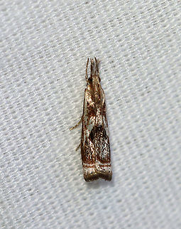 Elegant Grass-Veneer Moth - Microcrambus elegans Forewings are silvery-white with brown. When viewed from above, the moth looks like it has a frowning face - with two triangular eyes and a down-curved mouth. Terminal line with 7 dark dots.

Habitat: Attracted to a 395 nm LED light in a semi-rural area

2020(112) Elegant grass-veneer moth,Geotagged,Microcrambus,Microcrambus elegans,Moth Week 2020,Summer,United States,moth
