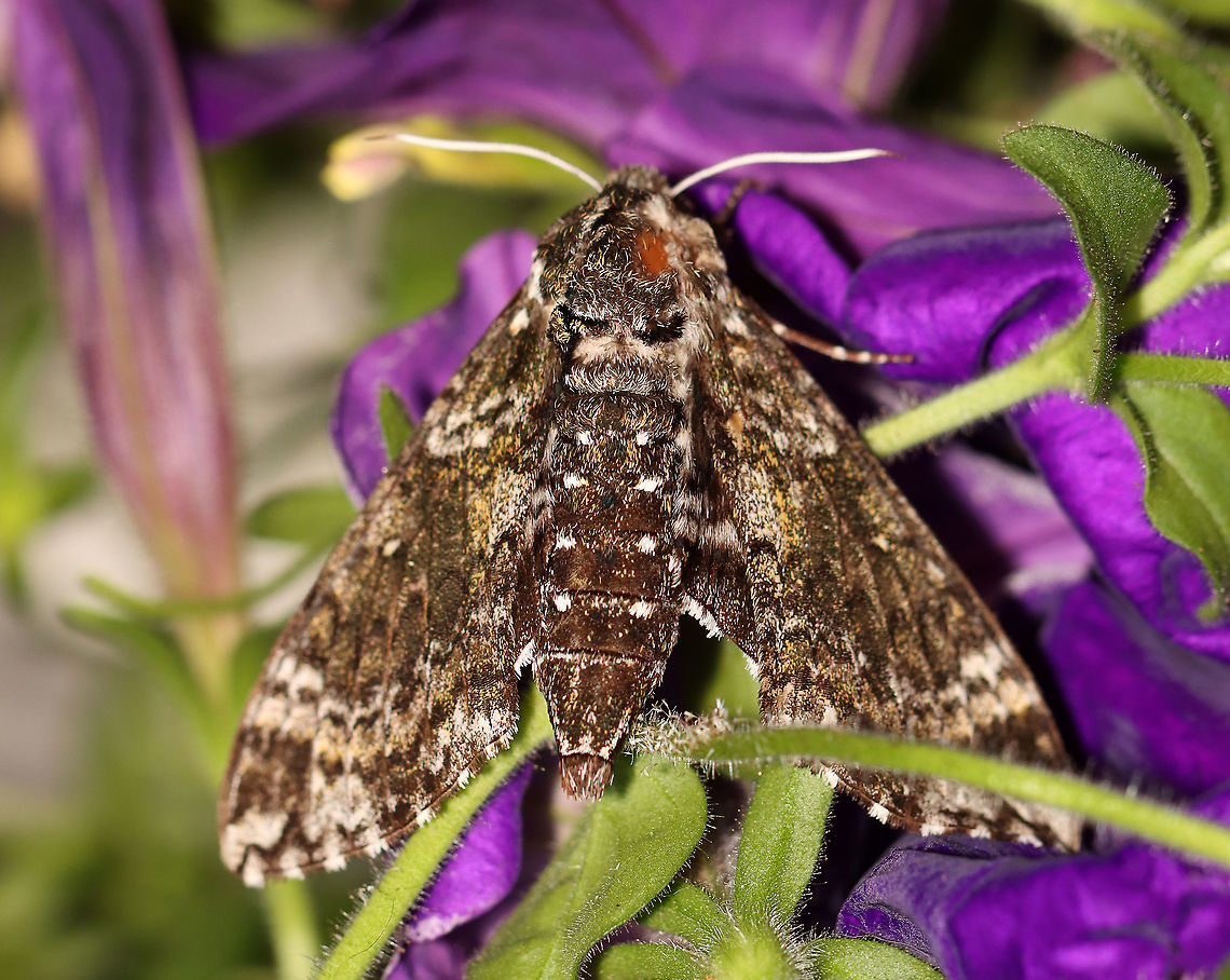 Pawpaw Sphinx - Dolba hyloeus TL: ~35 mm. Grayish brown FW peppered with white and olive scales. Hosts: Pawpaw, holly, sweet fern, possum haw, and inkberry. Status: Common.<br />
<br />
Habitat: Attracted to a 395 nm LED light in a semi-rural area<br />
<br />
2020(113)<br />
<figure class="photo"><a href="https://www.jungledragon.com/image/98279/pawpaw_sphinx_-_dolba_hyloeus.html" title="Pawpaw Sphinx - Dolba hyloeus"><img src="https://s3.amazonaws.com/media.jungledragon.com/images/3232/98279_thumb.jpg?AWSAccessKeyId=05GMT0V3GWVNE7GGM1R2&Expires=1767225610&Signature=mOqwiUjOuuxcl2GKAYc5izpSky0%3D" width="200" height="166" alt="Pawpaw Sphinx - Dolba hyloeus TL: ~35 mm. Grayish brown FW peppered with white and olive scales. Hosts: Pawpaw, holly, sweet fern, possum haw, and inkberry. Status: Common.<br />
<br />
Habitat: Attracted to a 395 nm LED light in a semi-rural area<br />
<br />
2020(113)<br />
https://www.jungledragon.com/image/98278/pawpaw_sphinx_-_dolba_hyloeus.html Dolba hyloeus,Geotagged,Moth Week 2020,Pawpaw sphinx,Summer,United States,moth" /></a></figure> Dolba,Dolba hyloeus,Geotagged,Moth Week 2020,Pawpaw sphinx,Summer,United States,moth