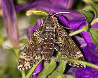 Pawpaw Sphinx - Dolba hyloeus TL: ~35 mm. Grayish brown FW peppered with white and olive scales. Hosts: Pawpaw, holly, sweet fern, possum haw, and inkberry. Status: Common.<br />
<br />
Habitat: Attracted to a 395 nm LED light in a semi-rural area<br />
<br />
2020(113)<br />
https://www.jungledragon.com/image/98279/pawpaw_sphinx_-_dolba_hyloeus.html Dolba,Dolba hyloeus,Geotagged,Moth Week 2020,Pawpaw sphinx,Summer,United States,moth