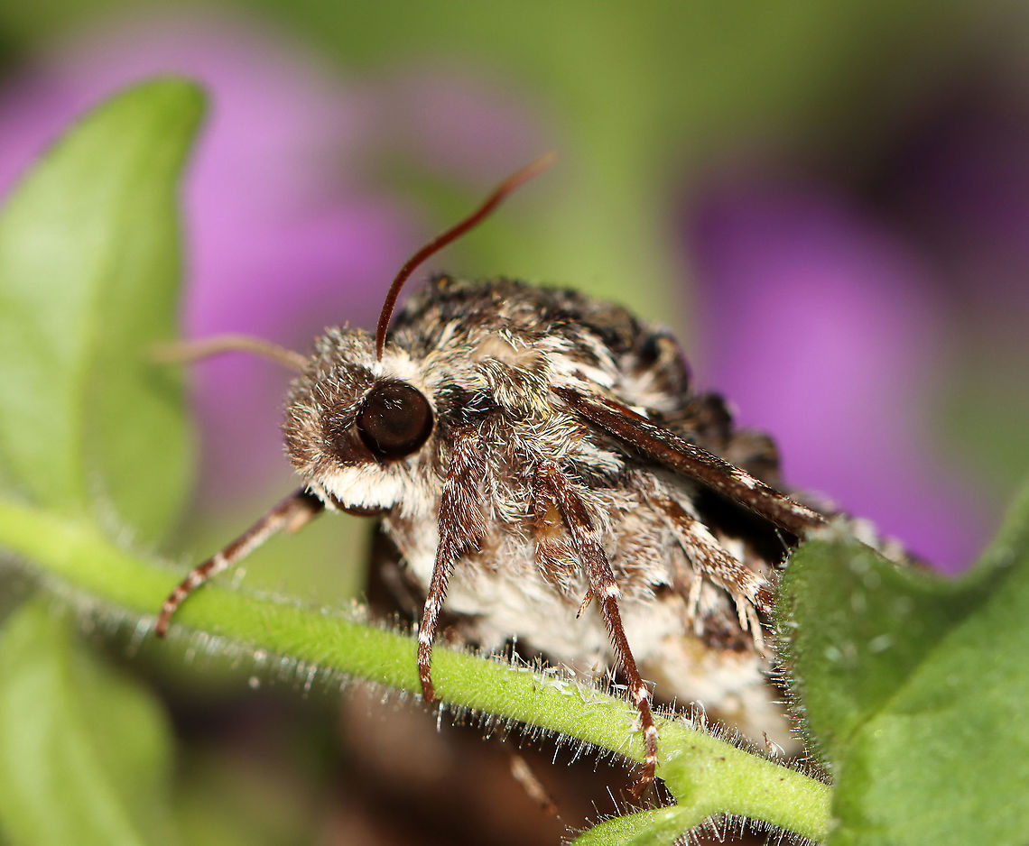 Pawpaw Sphinx - Dolba hyloeus TL: ~35 mm. Grayish brown FW peppered with white and olive scales. Hosts: Pawpaw, holly, sweet fern, possum haw, and inkberry. Status: Common.<br />
<br />
Habitat: Attracted to a 395 nm LED light in a semi-rural area<br />
<br />
2020(113)<br />
<figure class="photo"><a href="https://www.jungledragon.com/image/98278/pawpaw_sphinx_-_dolba_hyloeus.html" title="Pawpaw Sphinx - Dolba hyloeus"><img src="https://s3.amazonaws.com/media.jungledragon.com/images/3232/98278_thumb.jpg?AWSAccessKeyId=05GMT0V3GWVNE7GGM1R2&Expires=1759968010&Signature=QZchozTFpTXa9KN3kubBYvha9nY%3D" width="200" height="160" alt="Pawpaw Sphinx - Dolba hyloeus TL: ~35 mm. Grayish brown FW peppered with white and olive scales. Hosts: Pawpaw, holly, sweet fern, possum haw, and inkberry. Status: Common.<br />
<br />
Habitat: Attracted to a 395 nm LED light in a semi-rural area<br />
<br />
2020(113)<br />
https://www.jungledragon.com/image/98279/pawpaw_sphinx_-_dolba_hyloeus.html Dolba,Dolba hyloeus,Geotagged,Moth Week 2020,Pawpaw sphinx,Summer,United States,moth" /></a></figure> Dolba hyloeus,Geotagged,Moth Week 2020,Pawpaw sphinx,Summer,United States,moth