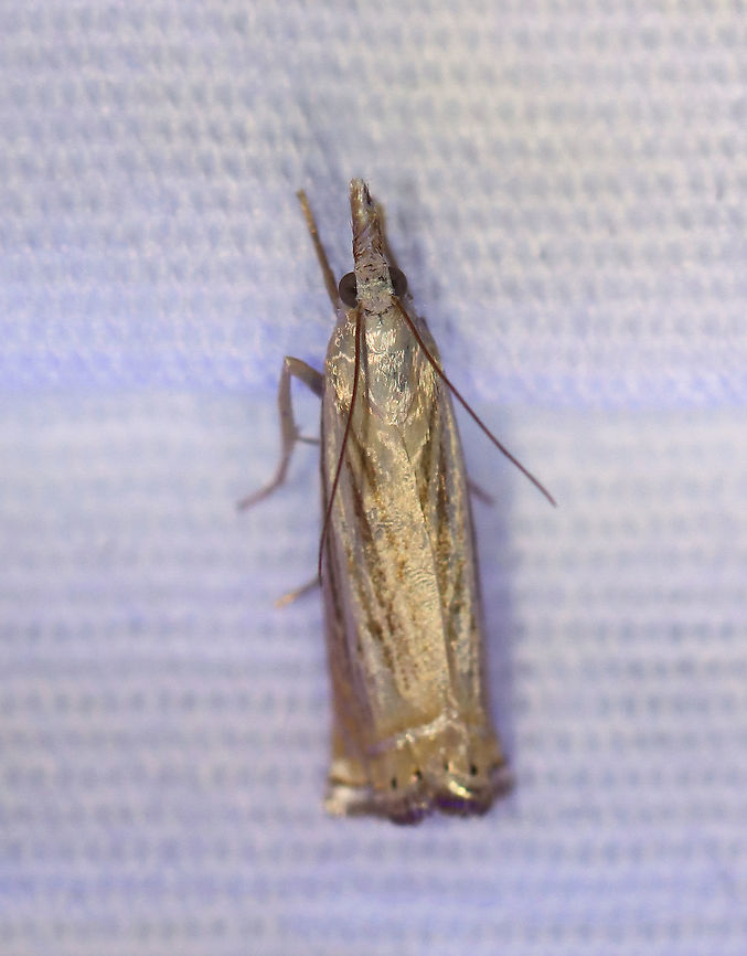 Topiary Grass-Veneer - Chrysoteuchia topiarius TL: Shiny FW with orange beyond angled silver ST line. Dark streaks along veins. Hosts: Grasses and herbaceous plants, such as blueberry and cranberry.<br />
<br />
Habitat: Attracted to a 395 nm LED light in a semi-rural area.<br />
<br />
2020(d) Chrysoteuchia topiarius,Geotagged,Moth Week 2020,Summer,Topiary Grass-Veneer,United States,moth