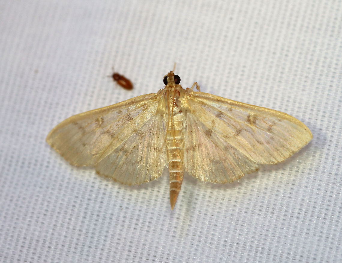 Herpetogramma abdominalis WS: ~30 mm.<br />
<br />
Habitat: Attracted to a 395 nm LED light in a semi-rural area<br />
<br />
2020(114) Geotagged,Herpetogramma,Herpetogramma abdominalis,Moth Week 2020,Summer,United States,moth