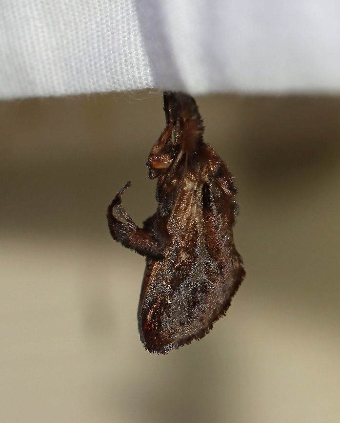 Saddleback Caterpillar Moth - Acharia stimulea This species likes to hang out ;P<br />
<br />
WS: ~30 mm. Dark brown moth with black shading. FW has one white dot near base and a few near the apex.<br />
<br />
Habitat: Attracted to a 395 nm LED light in a semi-rural area<br />
<br />
2020(115) Acharia stimulea,Geotagged,Moth Week 2020,Saddleback Caterpillar,Summer,United States,moth
