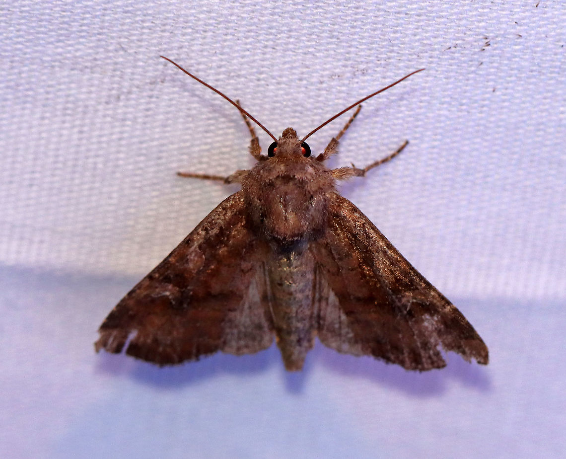 Veiled Ear Moth - Loscopia velata TL: ~20 mm. Brown FW with darker brown shading. Hosts: Grasses. Status: Common.<br />
<br />
Habitat: Attracted to a 395 nm LED light in a semi-rural area<br />
<br />
2020(116) Geotagged,Loscopia,Loscopia velata,Moth Week 2020,Summer,United States,Veiled ear moth,moth