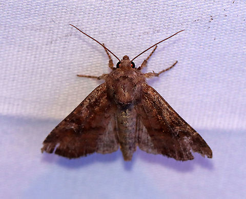 Veiled Ear Moth - Loscopia velata TL: ~20 mm. Brown FW with darker brown shading. Hosts: Grasses. Status: Common.

Habitat: Attracted to a 395 nm LED light in a semi-rural area

2020(116) Geotagged,Loscopia,Loscopia velata,Moth Week 2020,Summer,United States,Veiled ear moth,moth