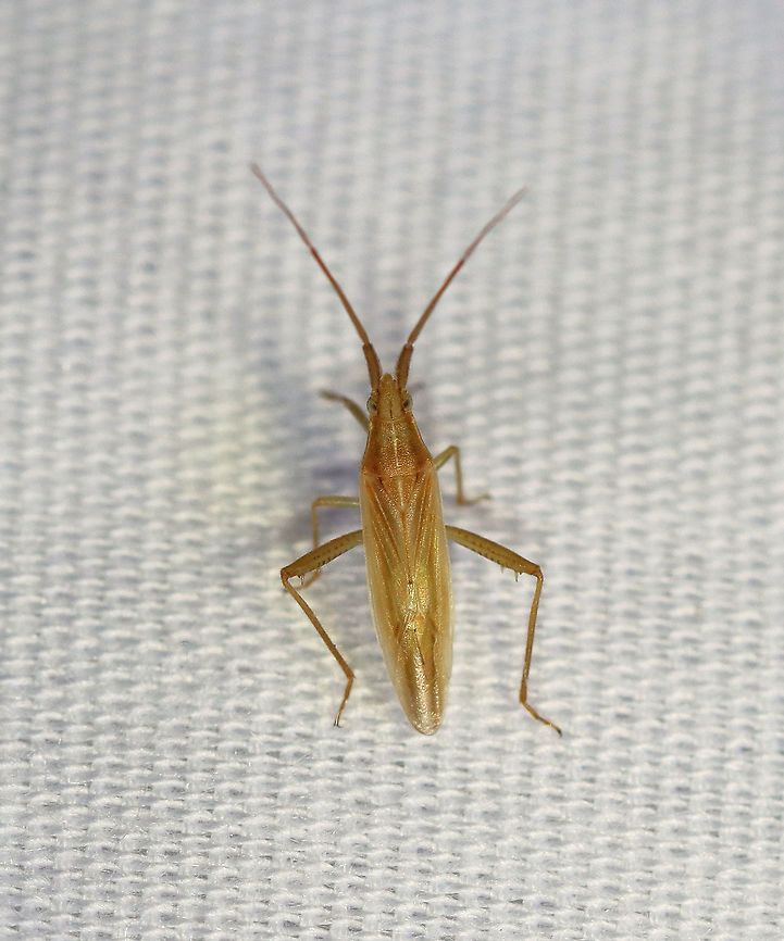 Plant Bug - Miridae Not sure on an ID yet<br />
<br />
Habitat: Attracted to a light in a semi-rural area Geotagged,Hemiptera,Miridae,Summer,United States,plant bug