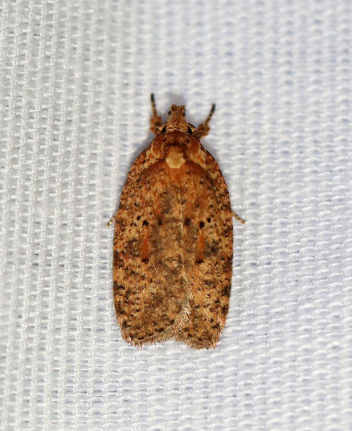 Thelma's Agonopterix - Agonopterix thelmae Agonopterix thelmae or Agonopterix robiniella??<br />
<br />
Habitat: Attracted to a 395 nm LED light in a semi-rural area<br />
<br />
2020(117) Agonopterix,Agonopterix thelmae,Geotagged,Moth Week 2020,Summer,Thelma's agonopterix moth,United States,moth